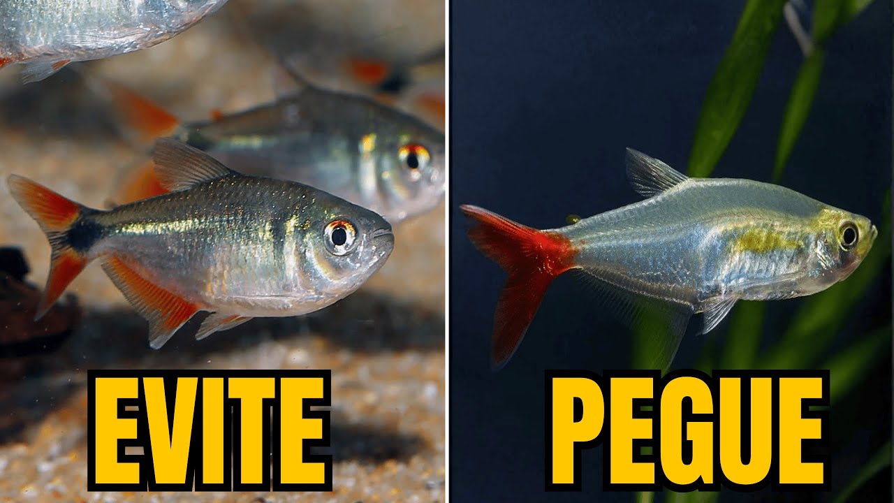 🐠 Não Compre Esses Peixes! (Veja Quais Escolher no Lugar)