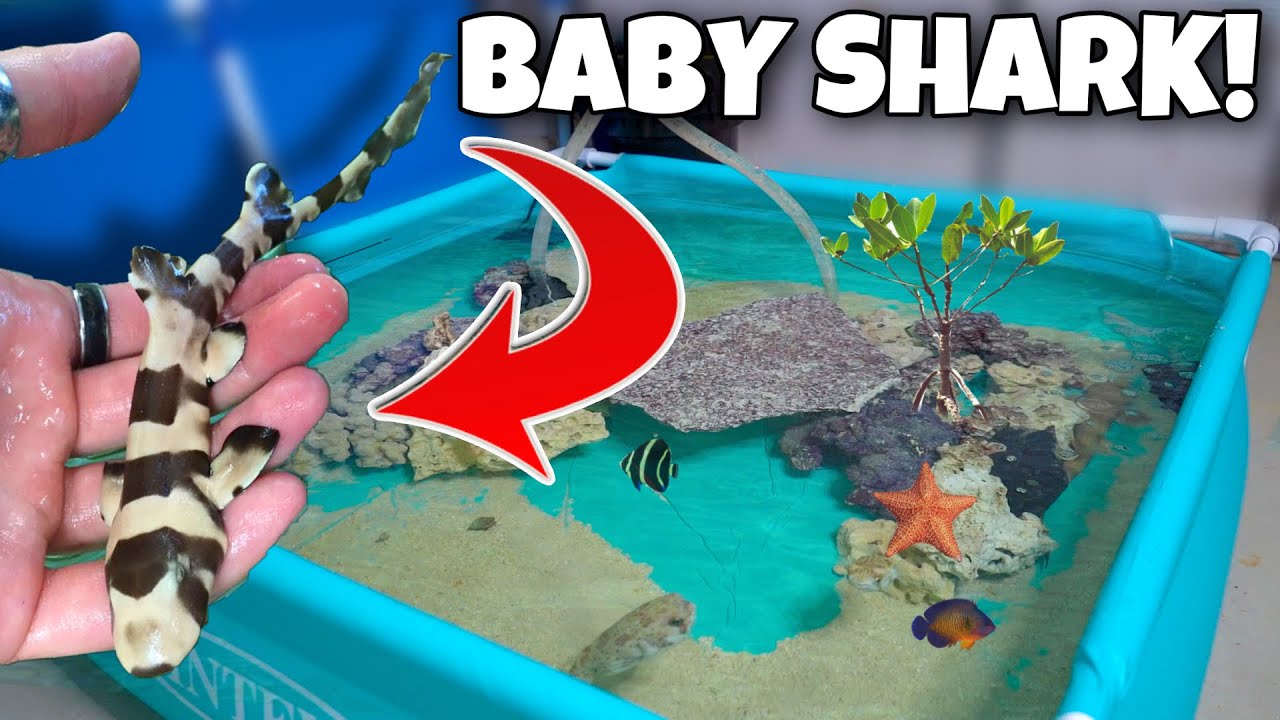 Transferring My BABY SHARK Into MINI SALTWATER POND!!
