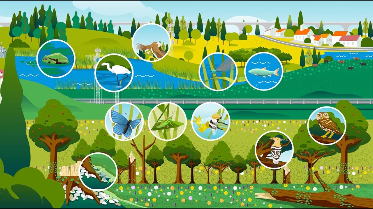 L'infrastructure écologique : qu'est-ce que c'est, et pourquoi est-elle nécessaire ?