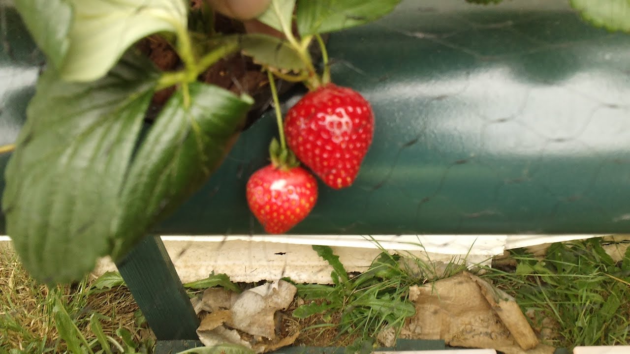How to grow Strawberries in Hydroponics #2 2013