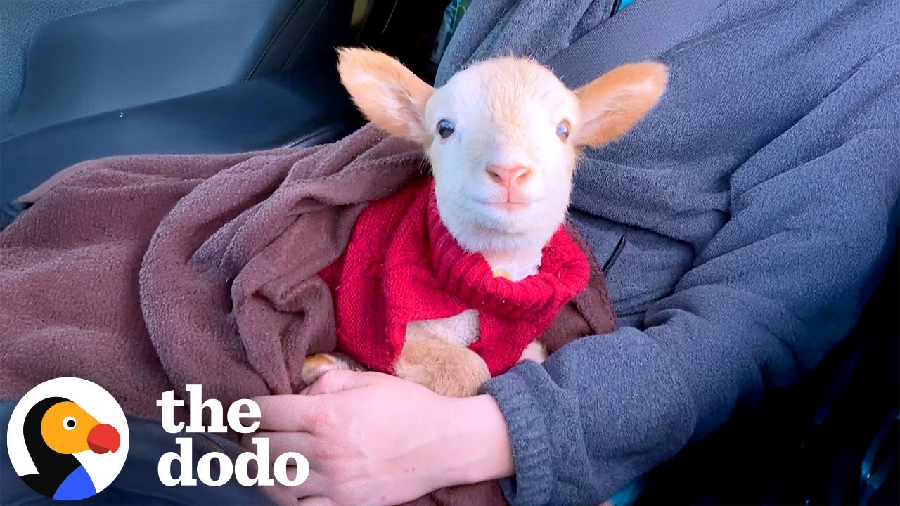 Lamb Comes To Work With Mom And Headbutts Her Coworkers  | The Dodo