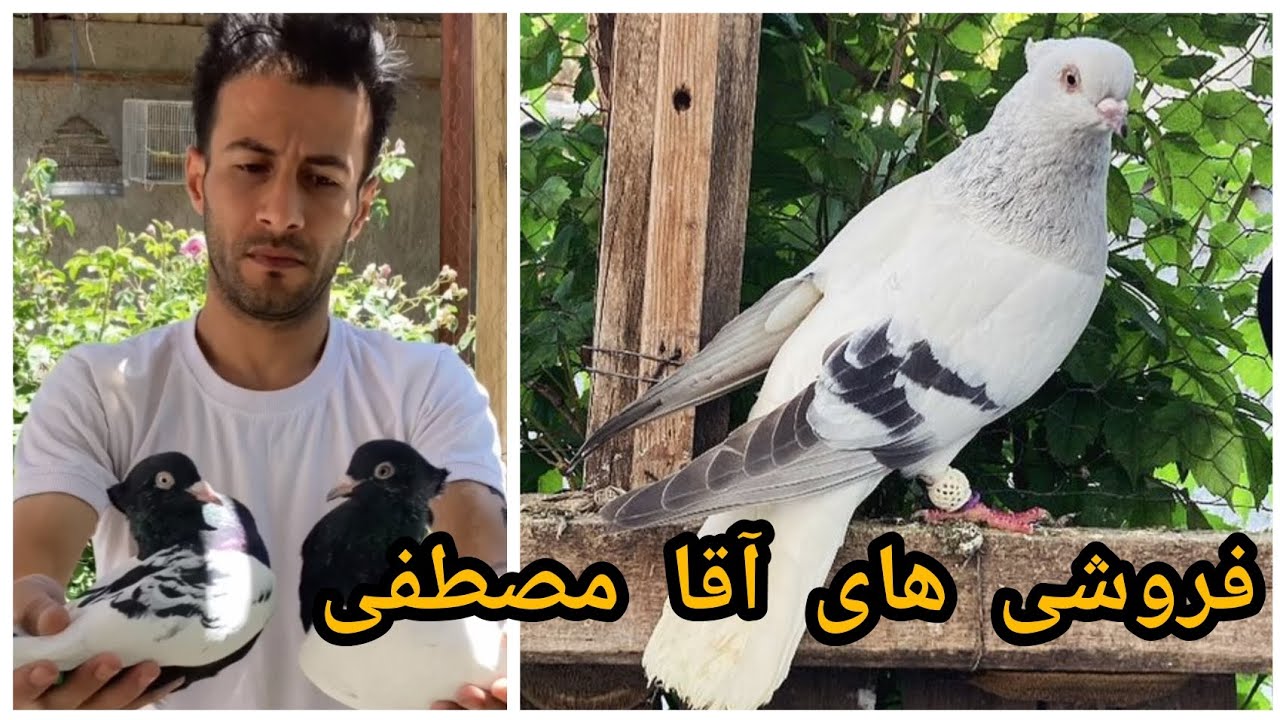 کبوتر های فروشی آقای مصطفی آسیایی پور | مشهد