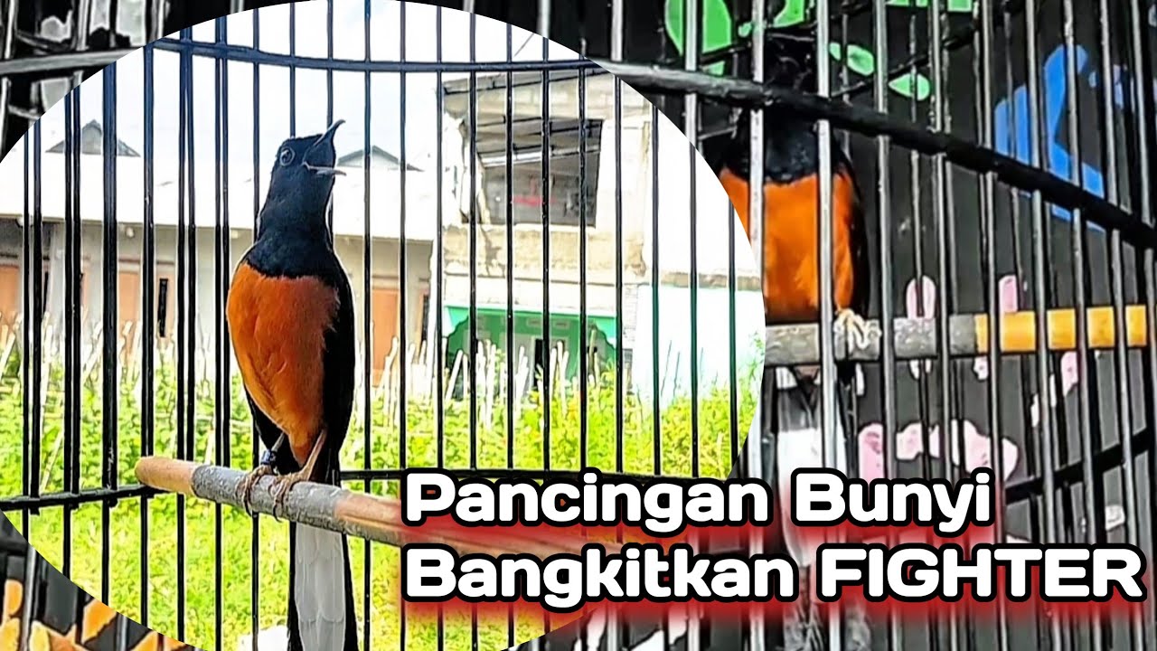 Pancingan murai batu cepat gacor | suara  burung murai batu