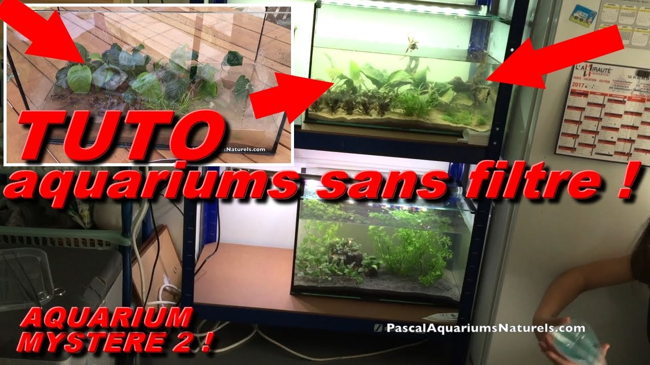 Aqua mystère 2 ! Tuto aquarium SANS FILTRE - LOW TECH - Pascal Aquariums Naturels