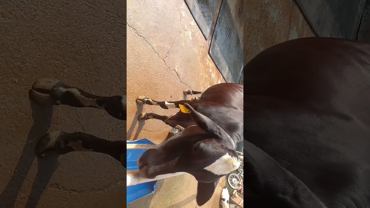 #newthink#40118femalcalfe#sag40118hfcalf#shortyoutubevideo#viralshortvideo