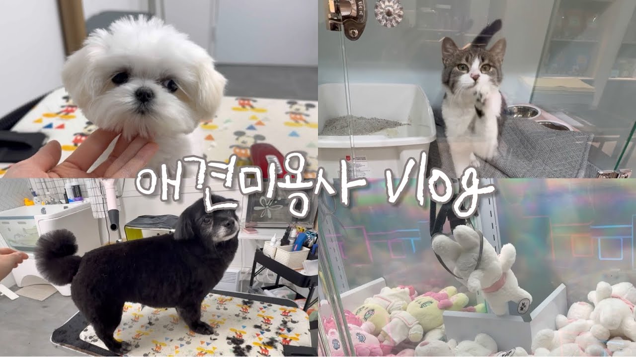 투잡하는 초보애견미용사 | 펫샵알바 | 첫 노쇼 | 신혼부부데이트