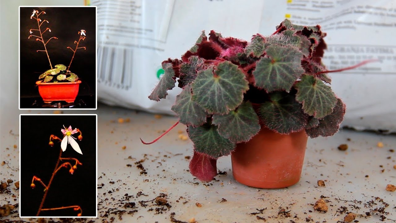 Saxifraga stolonifera 