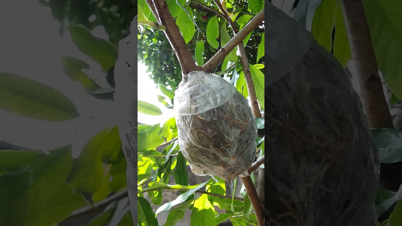 Alporquia feita na graviola.