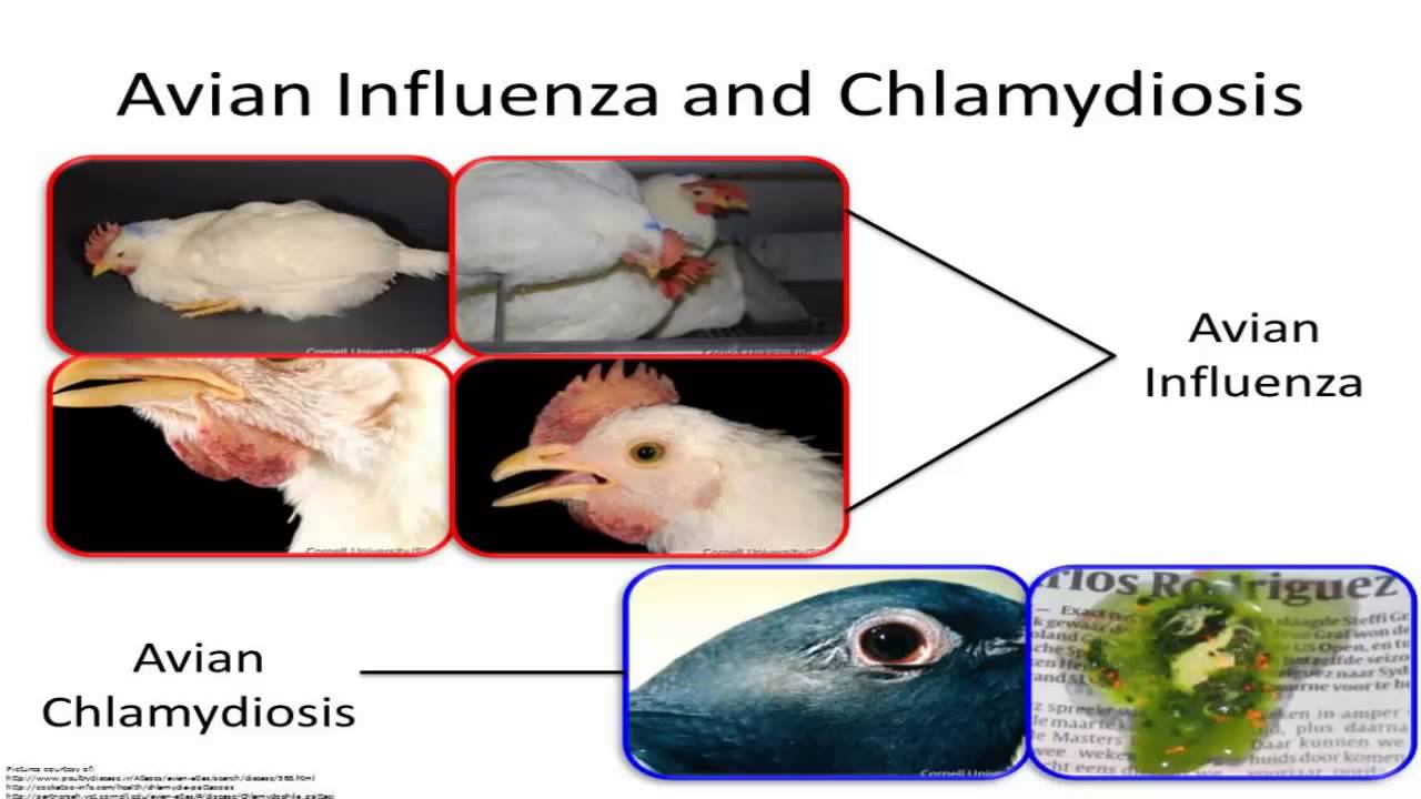 Avian Influenza and Chlamydia psittaci Symptoms & Treatment