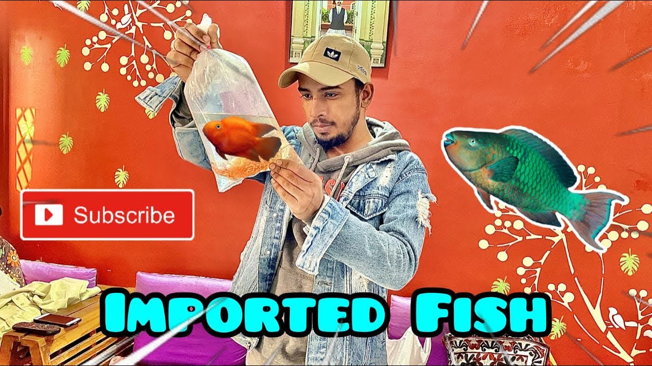 New Fishes For Aquarium | Oscar Fish Aquarium |  Parrot Fish