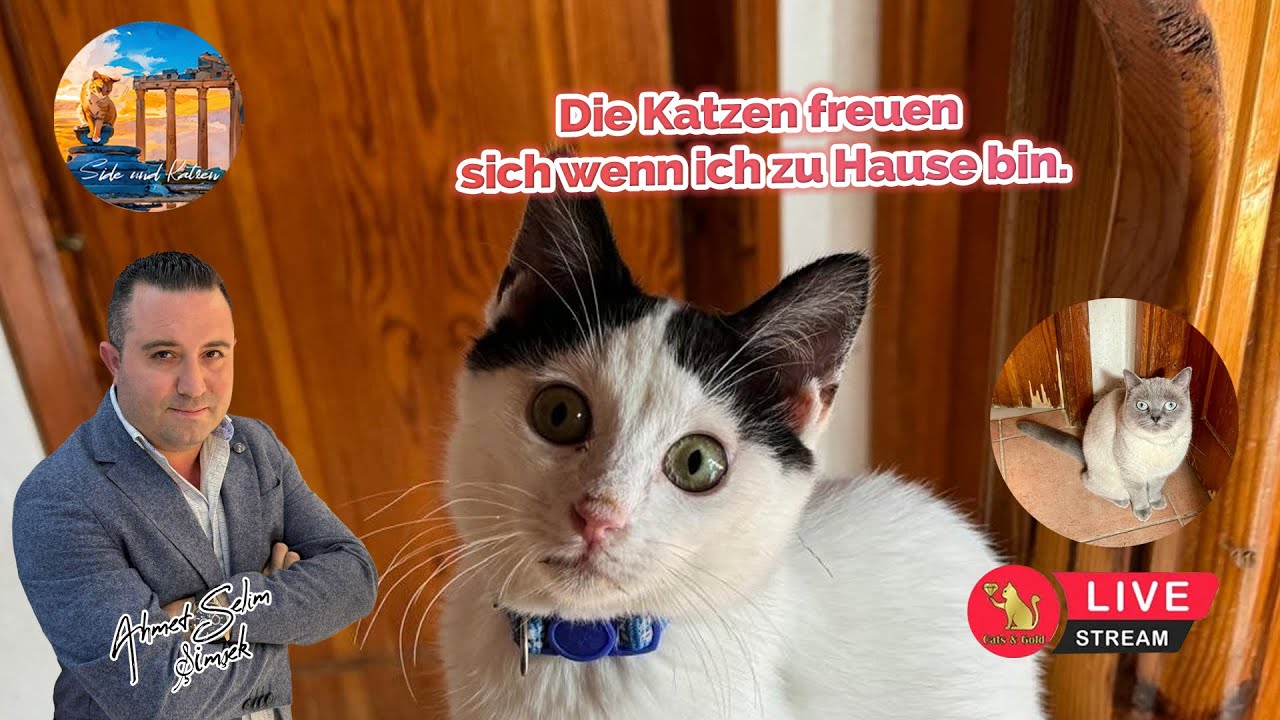 Die Katzen freuen sich wenn ich zu Hause bin.