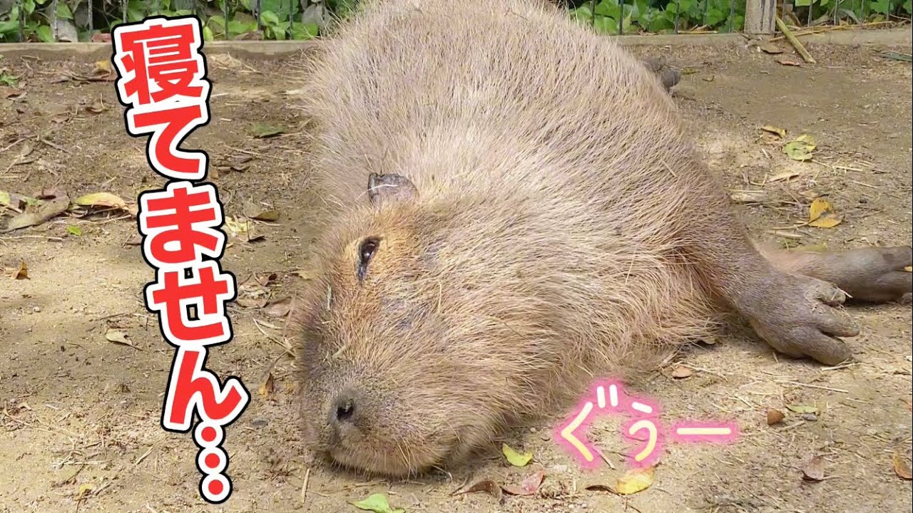 Работа Капибары - есть, спать... 【Биопарк Нагасаки / Япония