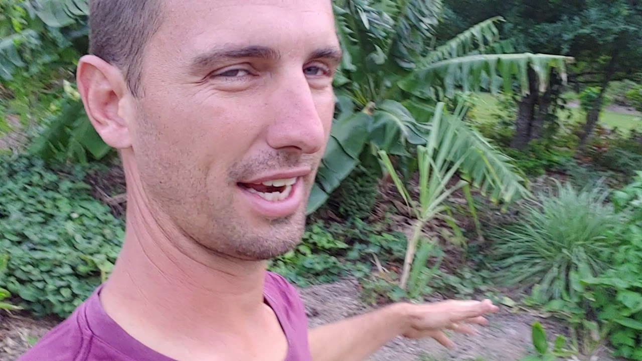 How to grow BIG banana racks NATURALLY