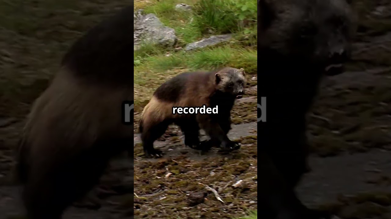You Won&rsquo;t Believe How Fierce the Wolverine Is! 🔥