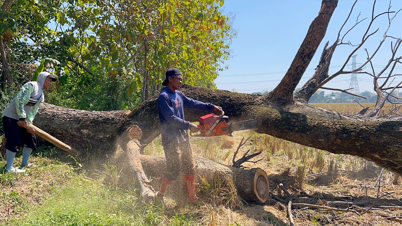 Draining Energy... Felling 2 difficult trees during extreme weather‼️