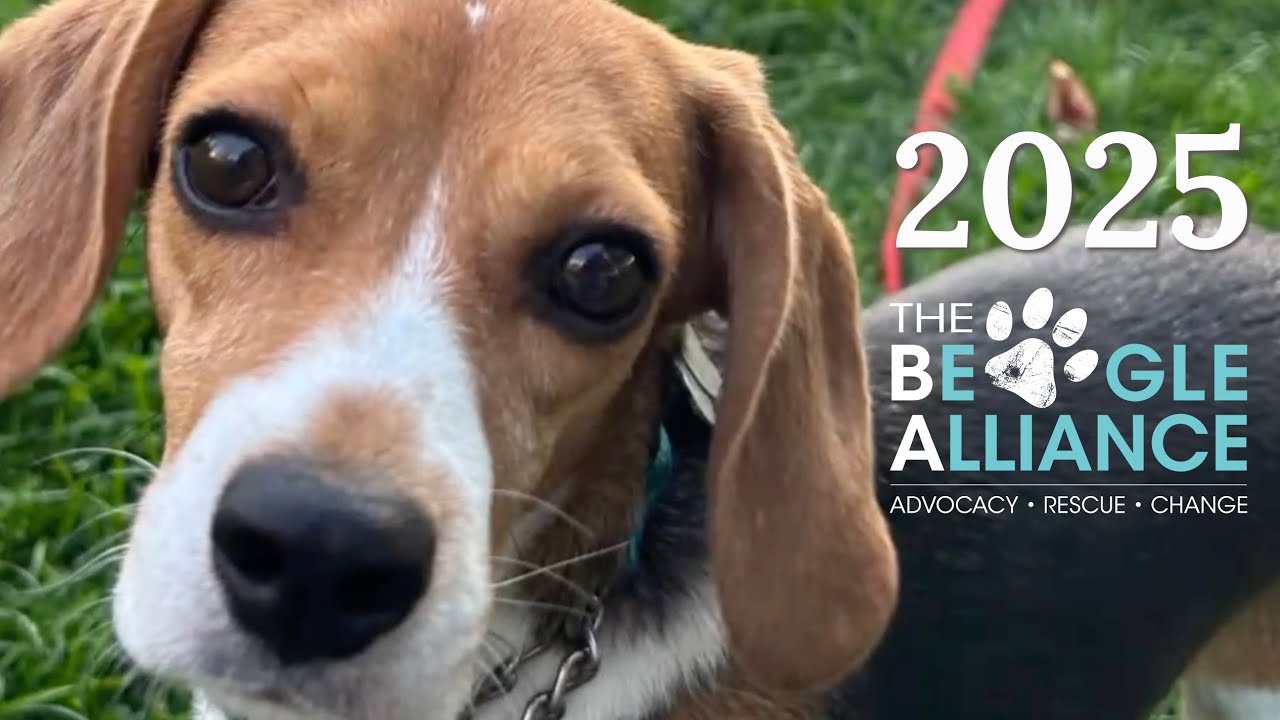 The Beagle Alliance 2025 Year End Review
