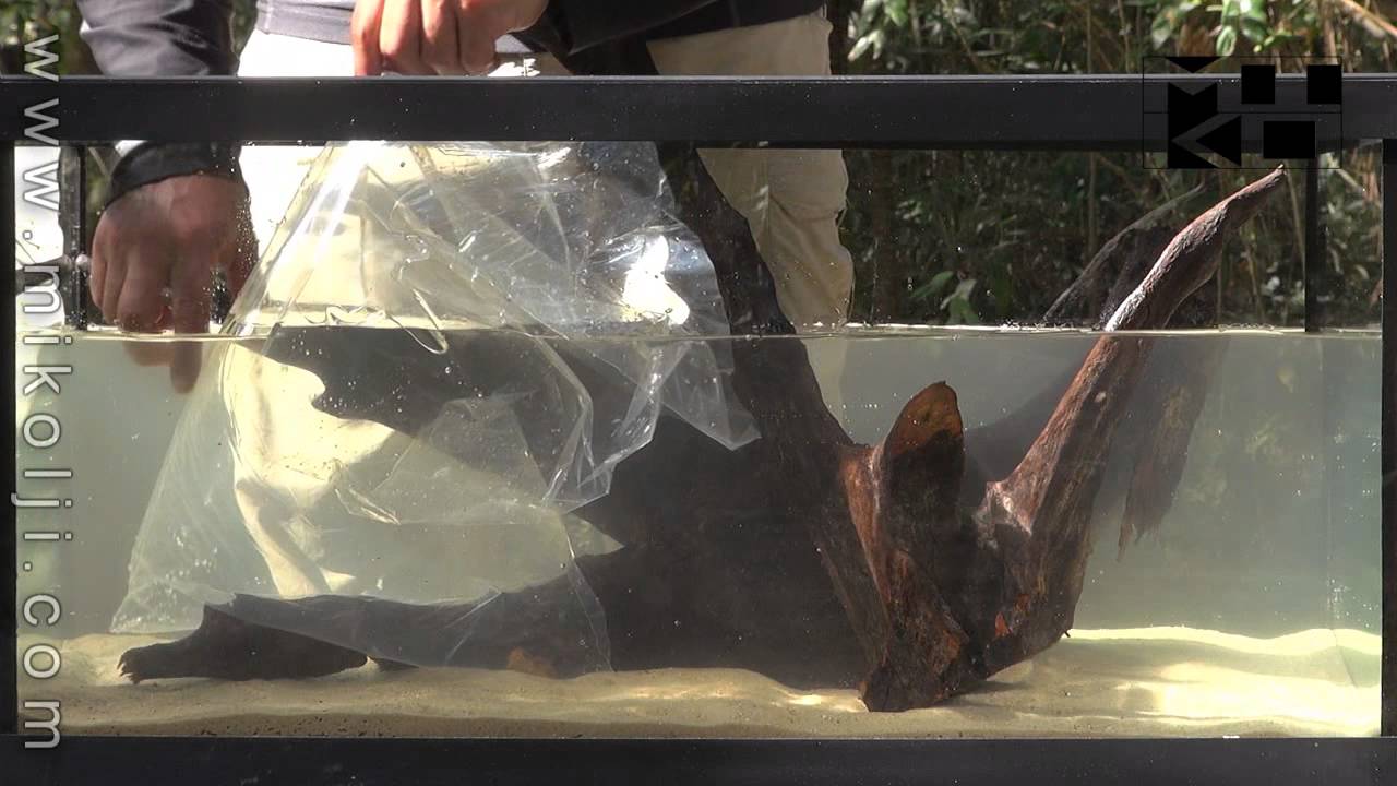 WILD AQUARIUM 4