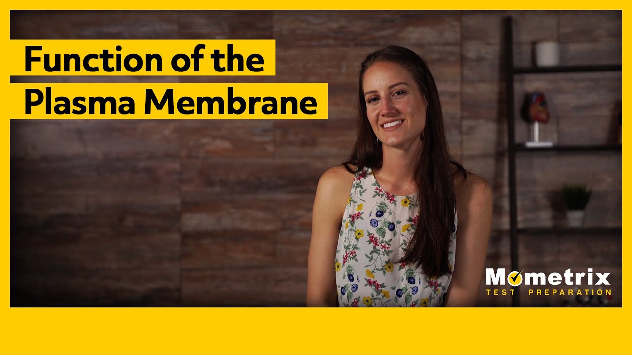 Function of the Plasma Membrane