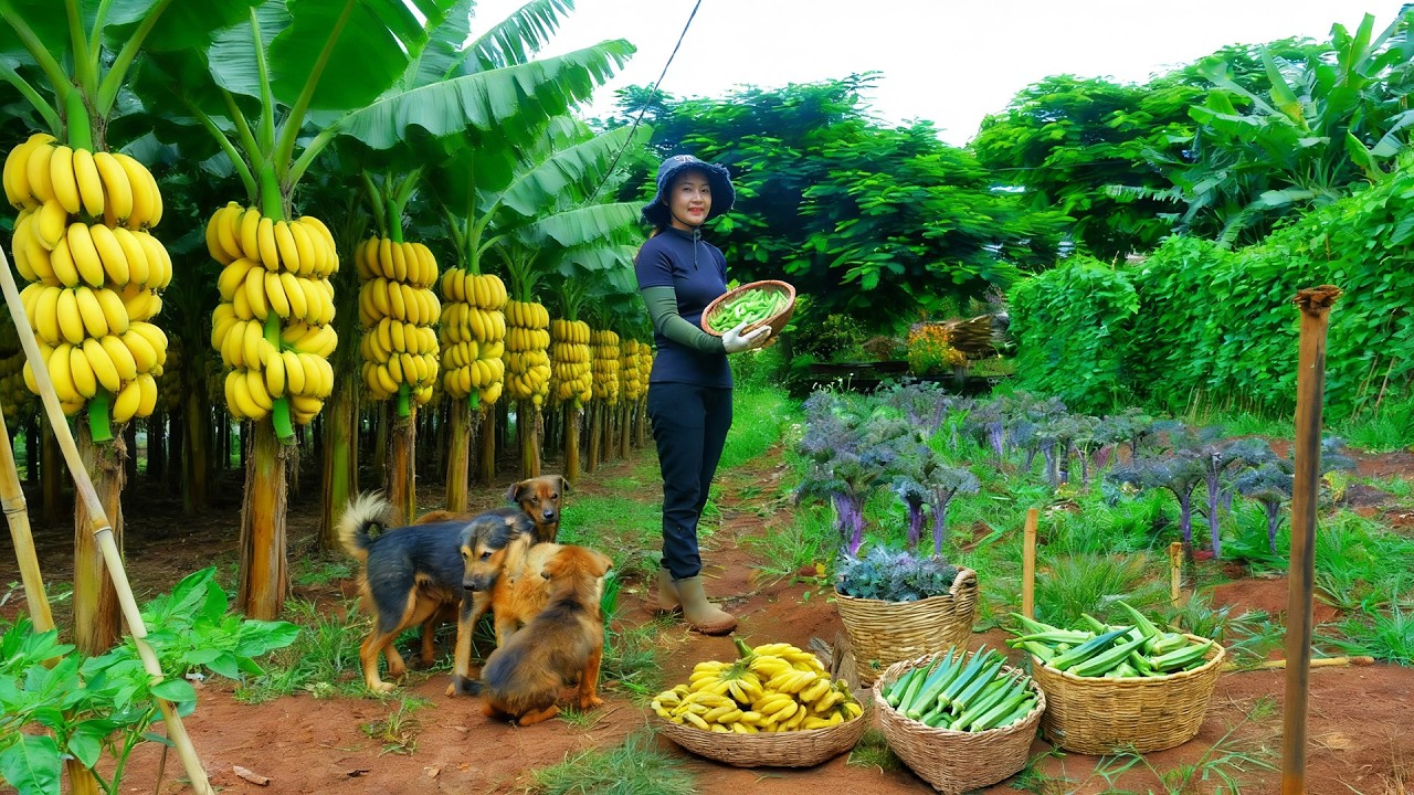 Harvest Wild Purslane, Kale, And Bananas To Sell At The Market – Sow Vegetable Seeds