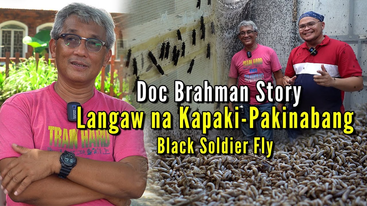 Black Soldier Fly - Langaw na Kapaki-Pakinabang - Solusyon sa Pag Process ng Basura
