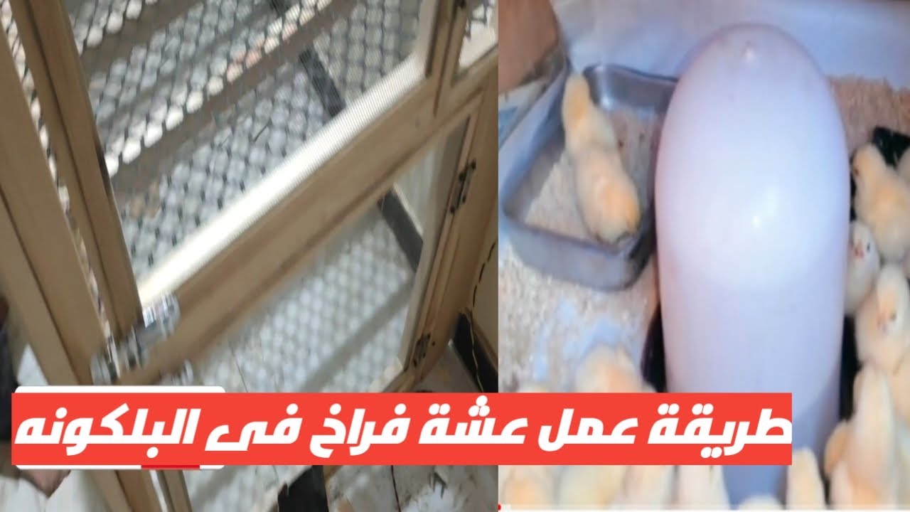 طريقة عمل عشة فراخ فى البلكونه بطريقه سهله وغير مكلفه  اصنعها بنفسك