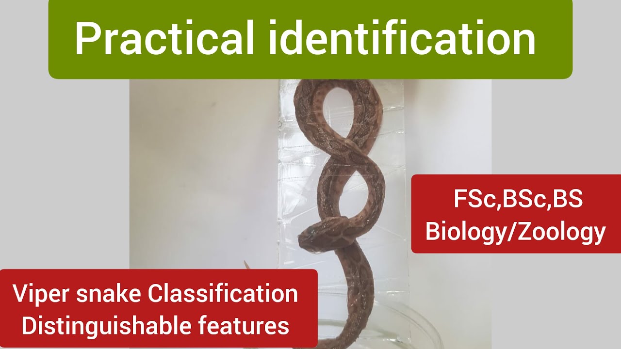 Vipersnake distinguishable features|Vipersnake characteristics|Vipersnake Classification| facts