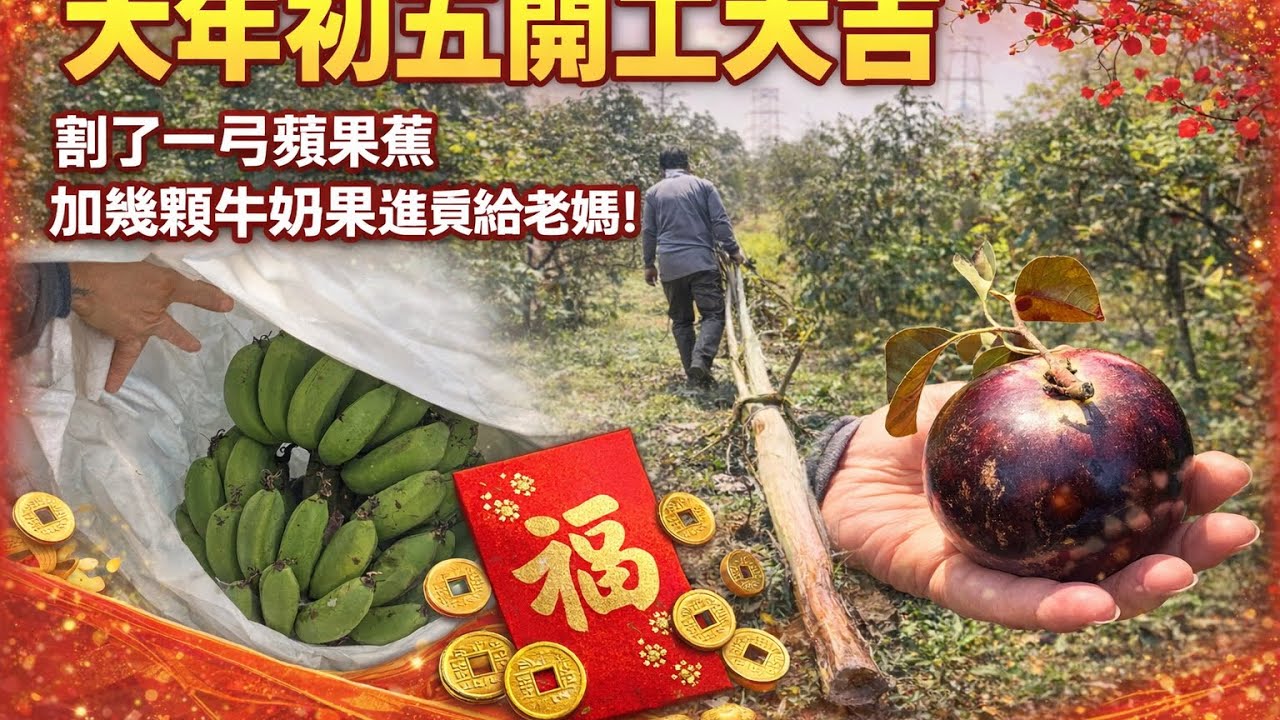 大年初五開工大吉，割了一弓蘋果￼蕉和幾顆牛奶果進貢給老媽！2026年2月21日