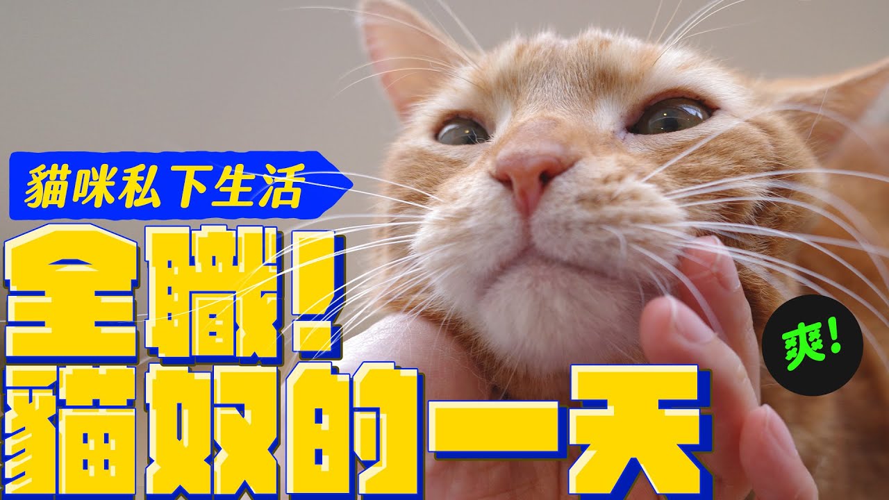 實錄！被貓奴役的一天 捕捉私下真實的模樣 ｜宇宙猫咪🐾