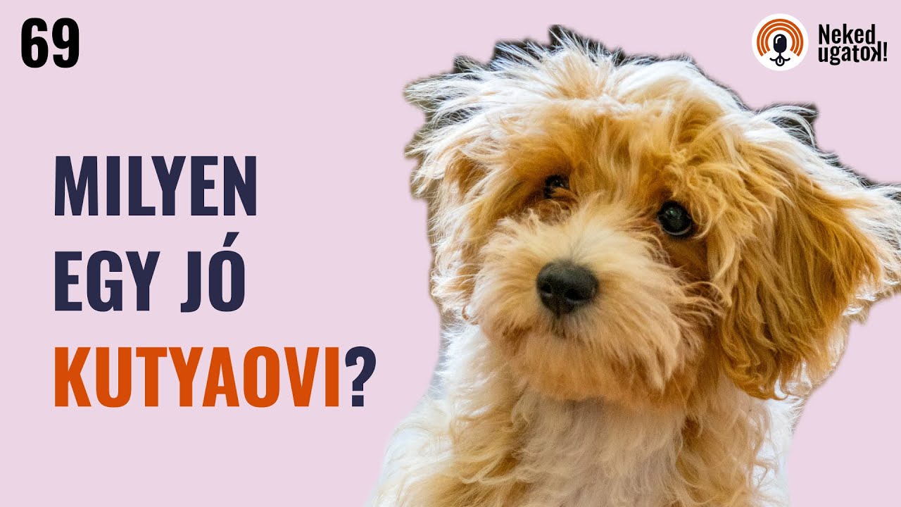 Miért elengedhetetlen a KUTYAOVI (és ki az akinek TILOS)? | #69