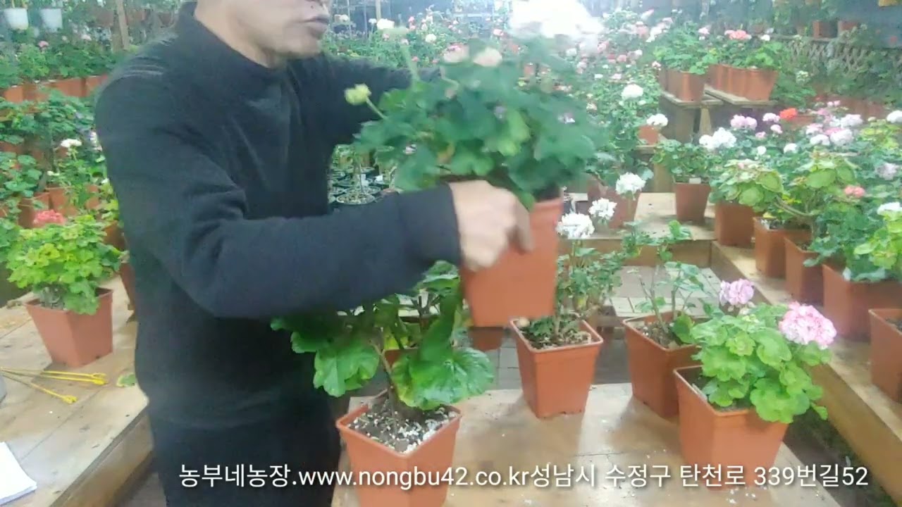 제라늄 꽃이 잘 피지 않는 이유