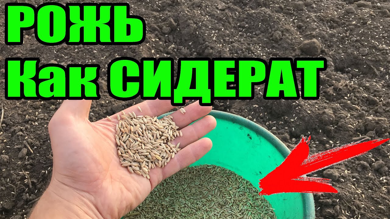 Рожь как сидерат. Сидераты осенью