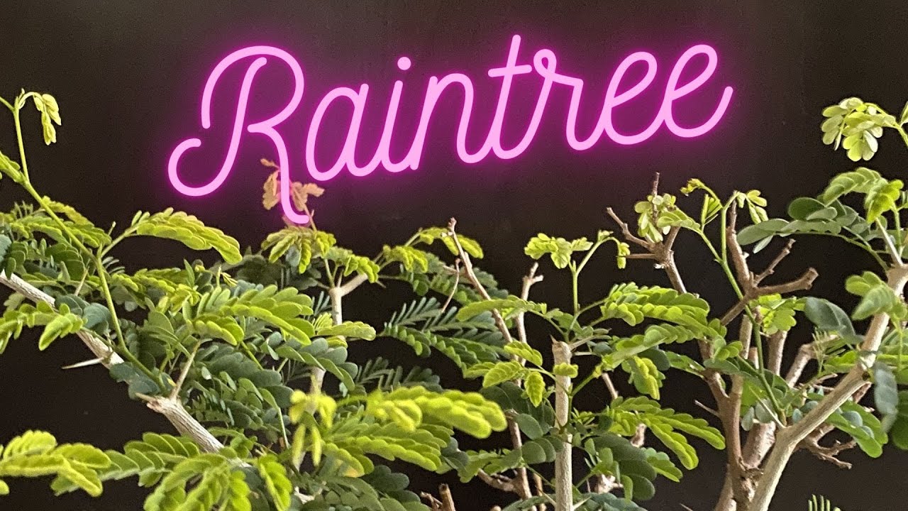 Brazilian Rain Tree Bonsai