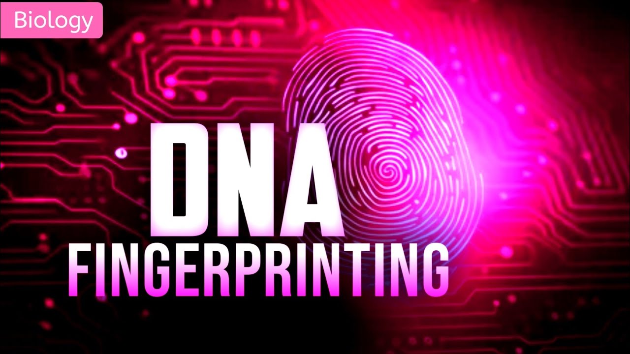 Наука, лежащая в основе ДНК-дактилоскопии || 3D-АНИМАЦИЯ || Класс 11 ||