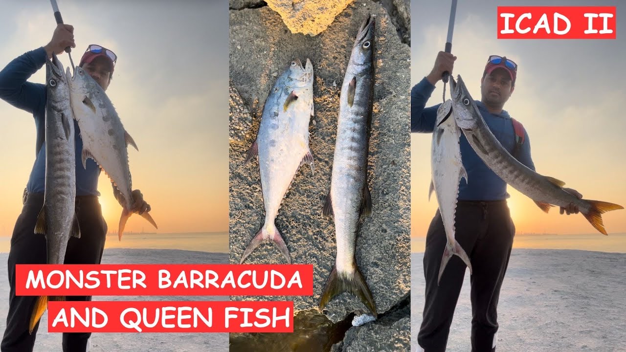 Huge Monster barracuda and Queen Strike at ICAD 2 | Abu Dhabi fishing | Best fishing spot