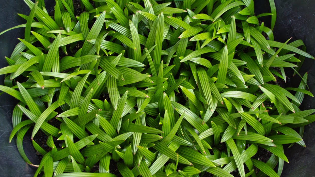 Jak rosną siewki palmy Trachycarpus fortunei?