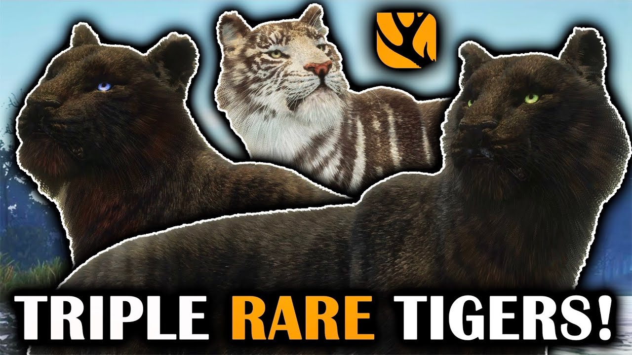 IN FOCUS: HUNTING BENGAL TIGERS ON SUNDARPATAN! *TWO* MELANISTIC TIGERS & A PSEUDO MELANISTIC WHITE!