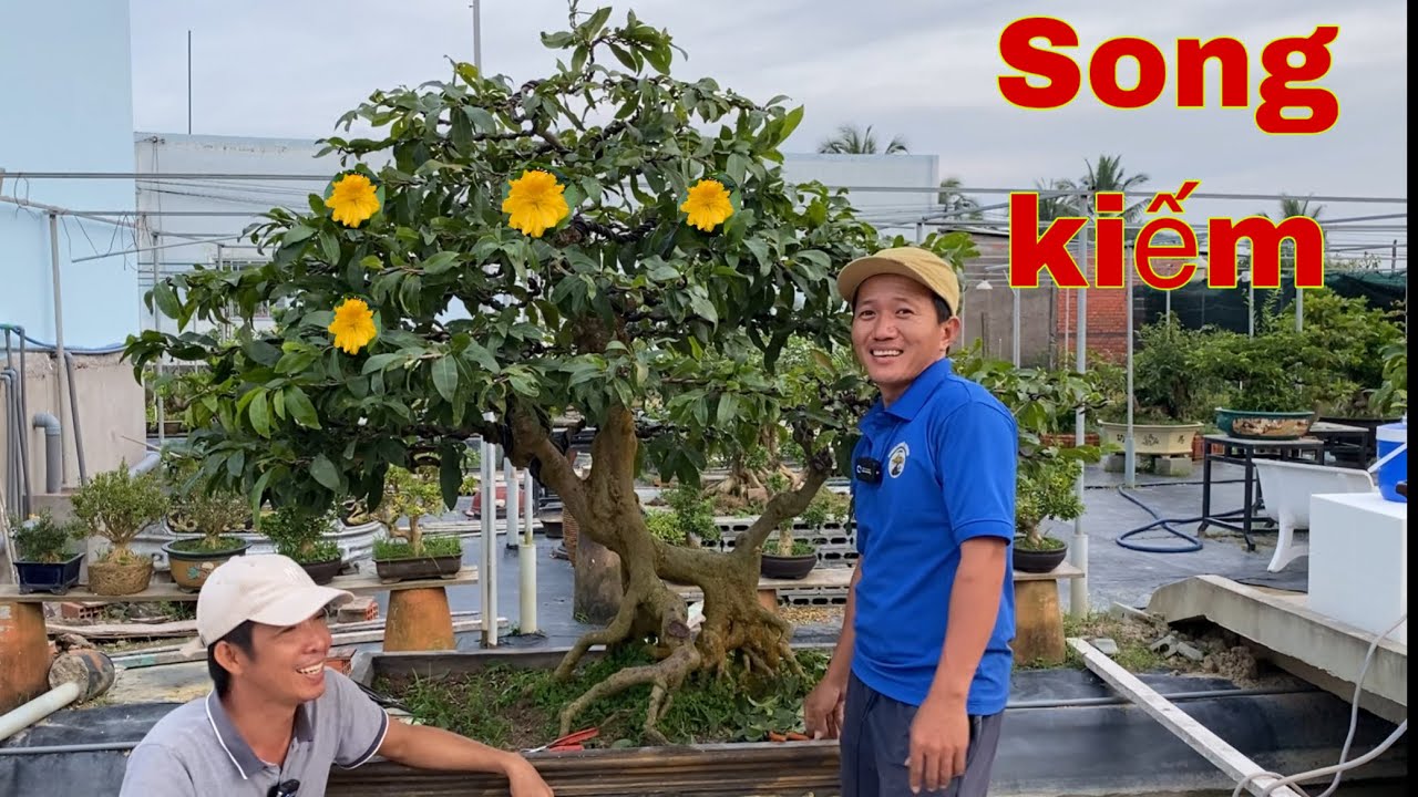 Bonsai Vương # Bonsai Nguyễn Thương Song Kiếm Hợp Bích Sửa Cây Mai Hình Thú