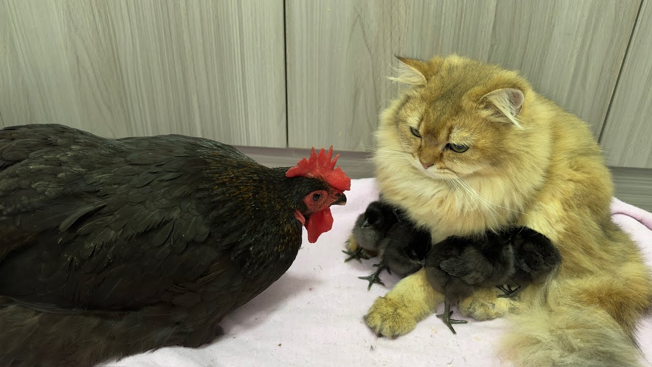 🤣So funny and cute! A group of chicks defected to the kitten. The hen admired the kitten very much