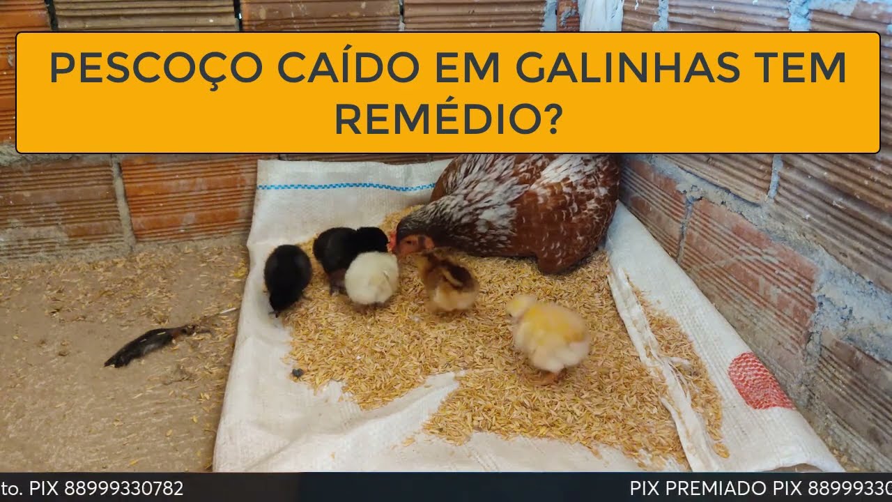 PESCOÇO CAÍDO EM GALINHAS TEM REMÉDIO