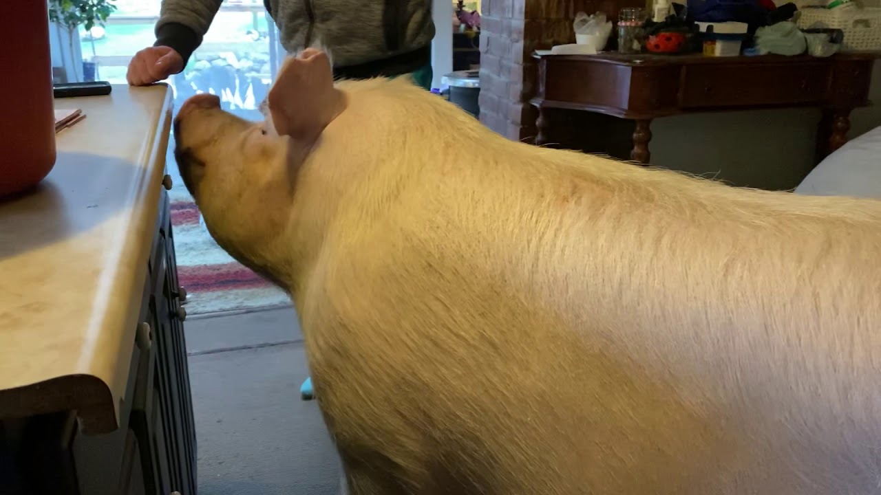 Dancing with 600lbs of pizza-motivated piggy.