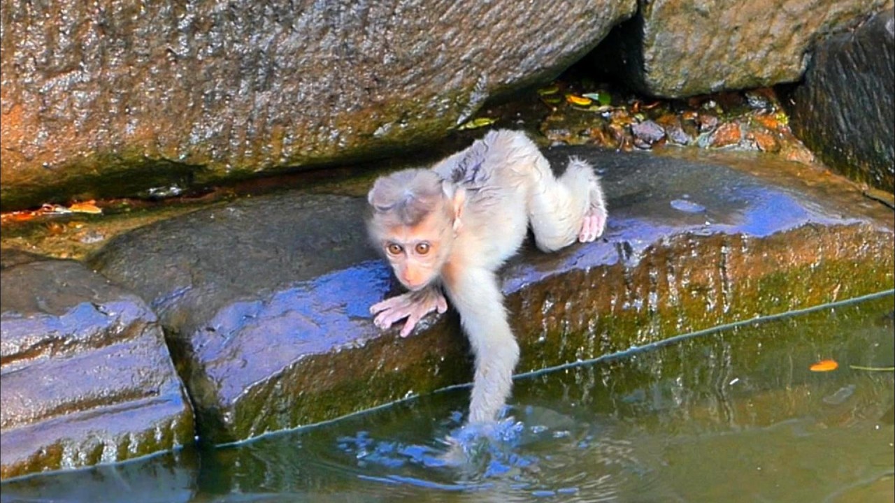 Adorable Baby Monkey Rina Wants to Swim with Mom Rose, | AmberTroop