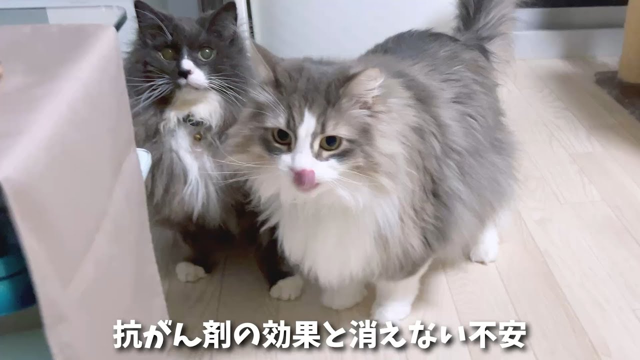 10%の奇跡で消えたリンパ腫。でも心の底からは喜べない…