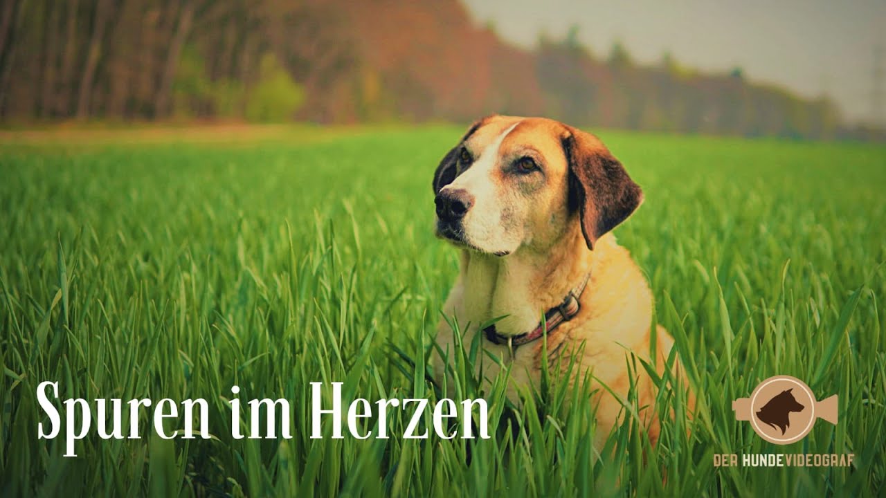Hundefilm | Spuren im Herzen