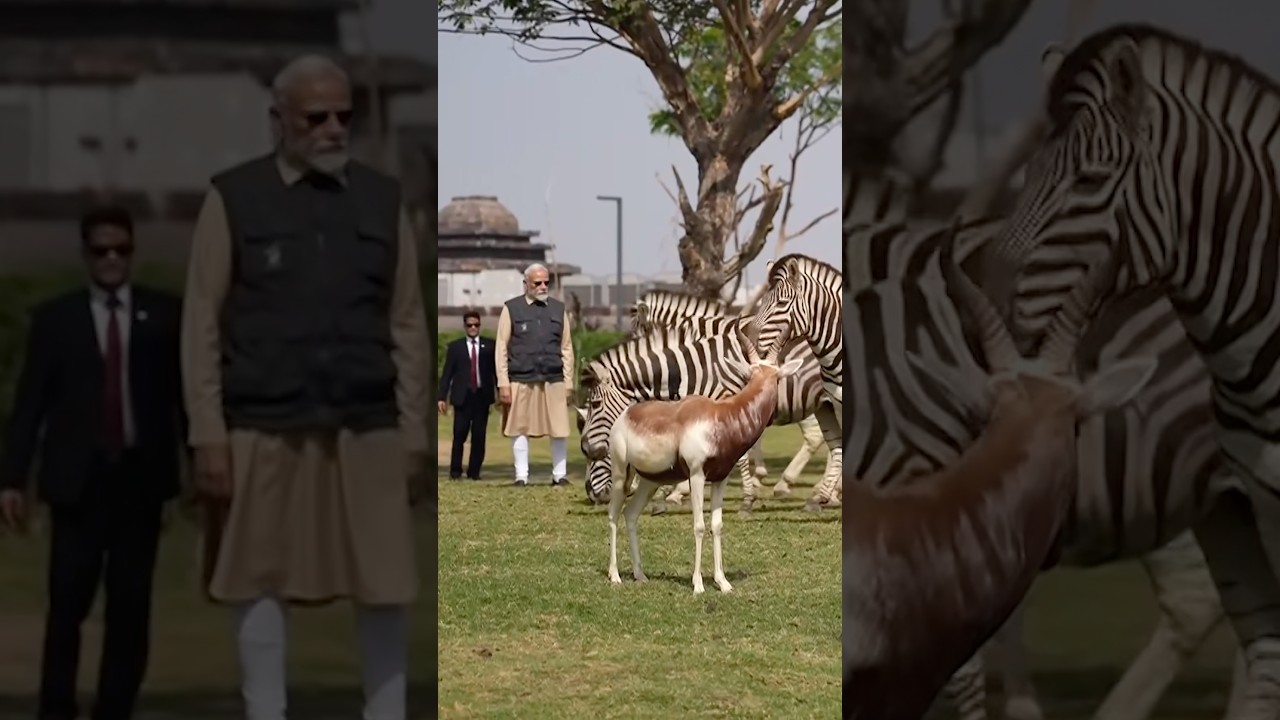 PM Modi witnesses incredible wildlife conservation efforts at Vantara