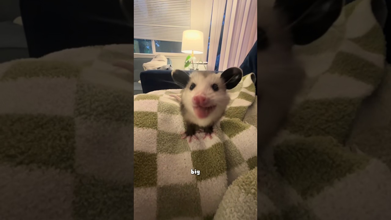 Opossum #animals #cute #opossum