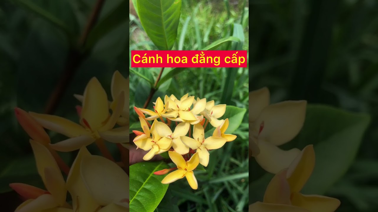 C&aacute;nh hoa v&agrave;ng son n&agrave;y mới đẳng cấp n&egrave;!