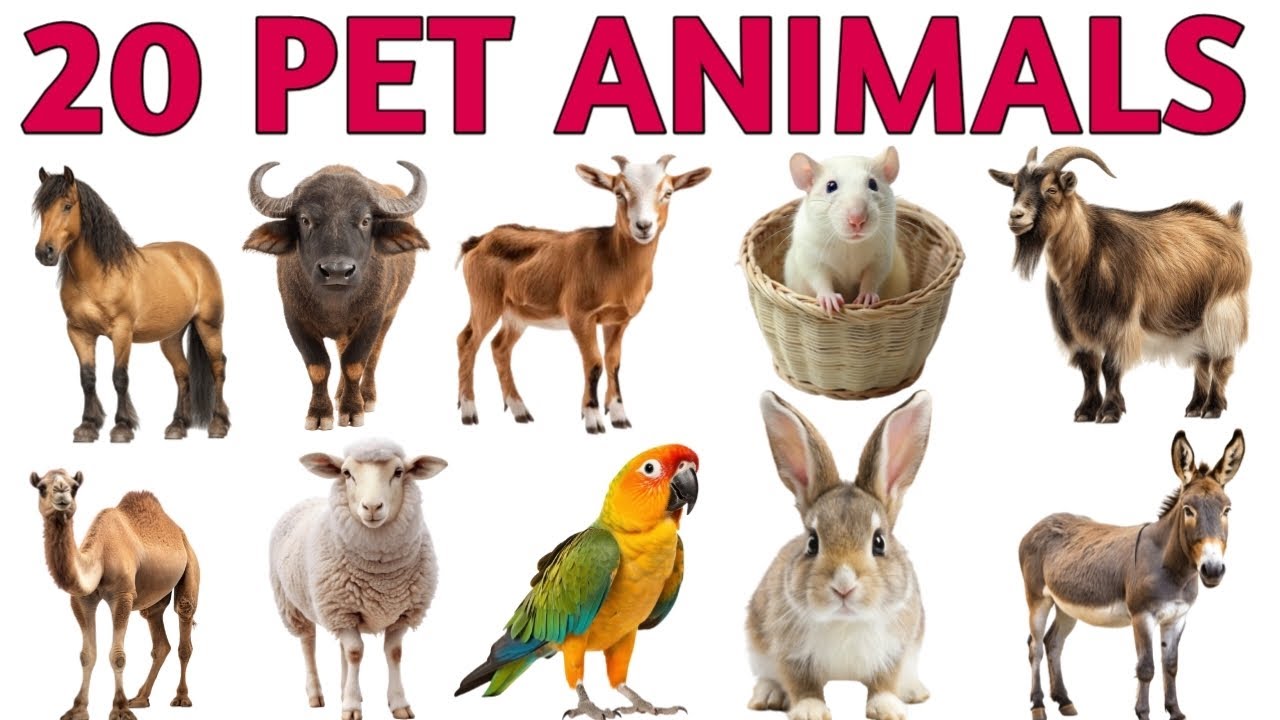 20 Pet Animals Name in Hindi and English | पालतू जानवरों के नाम | Kids Learning
