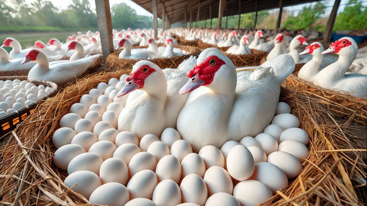 Raising Muscovy Ducks For Eggs - Effective Organic Muscovy Duck Farming