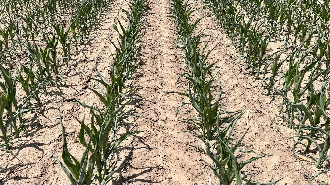 What is the matter with this corn???