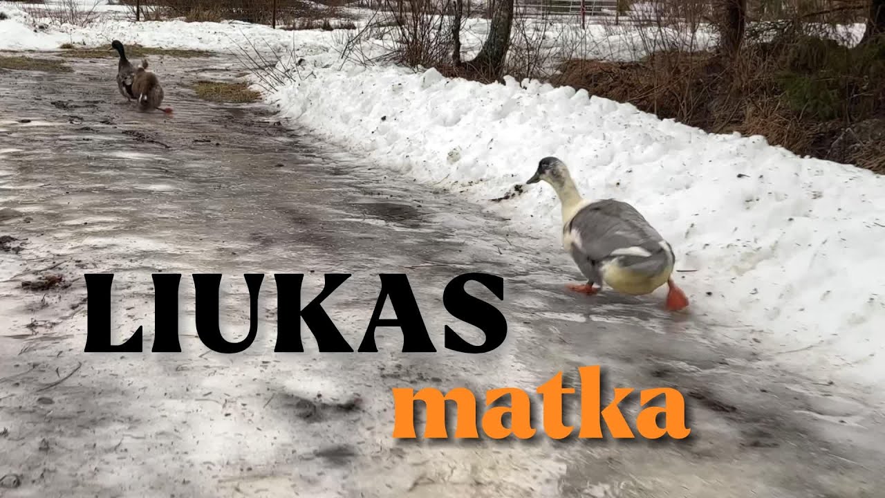 Ankkojen liukas matka 2023 | The slippery trip of ducks